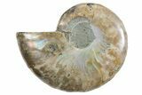 Cut & Polished Ammonite Fossil (Half) - Madagascar #354180-1